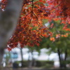 もみじ紅葉