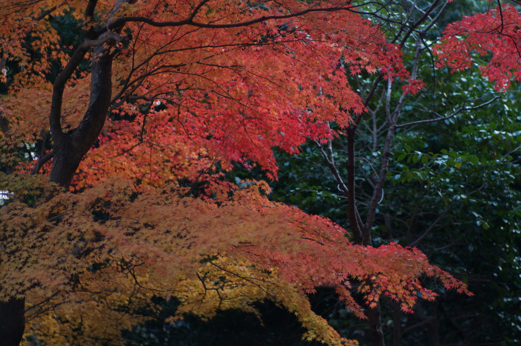 紅葉谷3  85mm