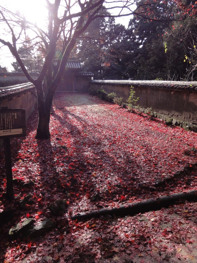 紅葉のジュウタン