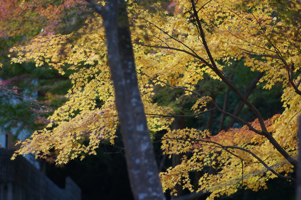 紅葉谷2　85mm
