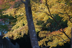 紅葉谷2　85mm