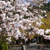 さくら満開