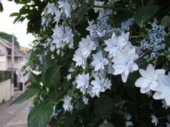 墨田の花火