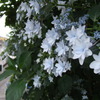 墨田の花火