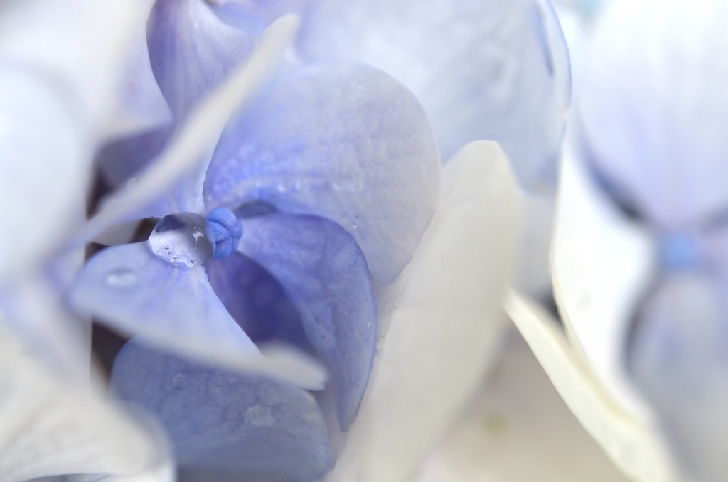 紫陽花の涙
