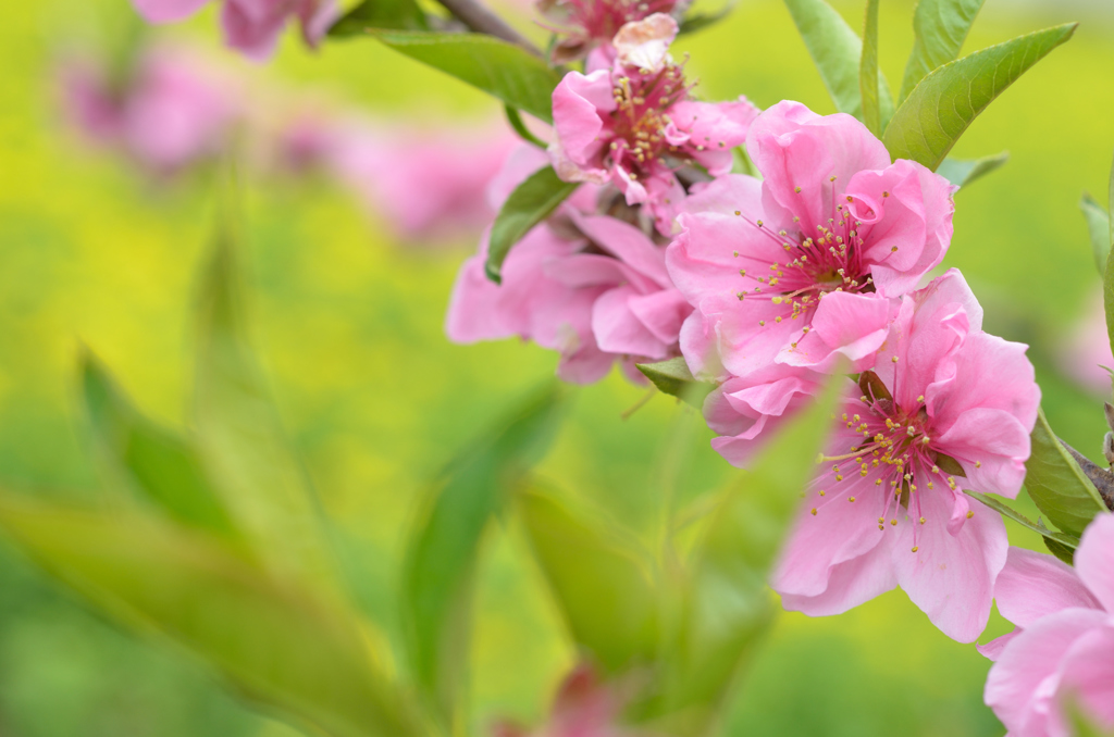 桃と菜の花