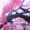春の朝日