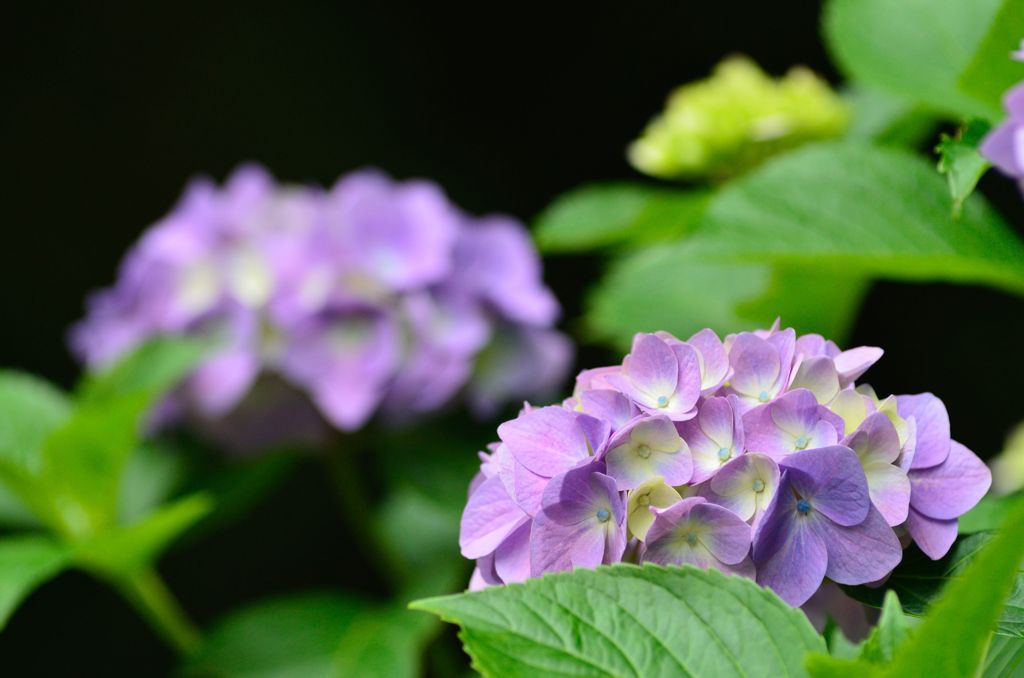 森の紫陽花