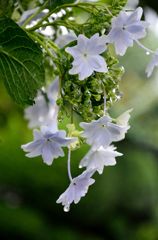 墨田の花火