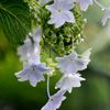 墨田の花火