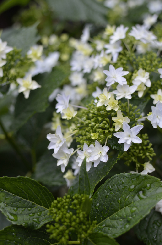 雨の日にあがる花火