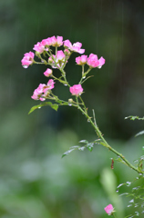 雨寒