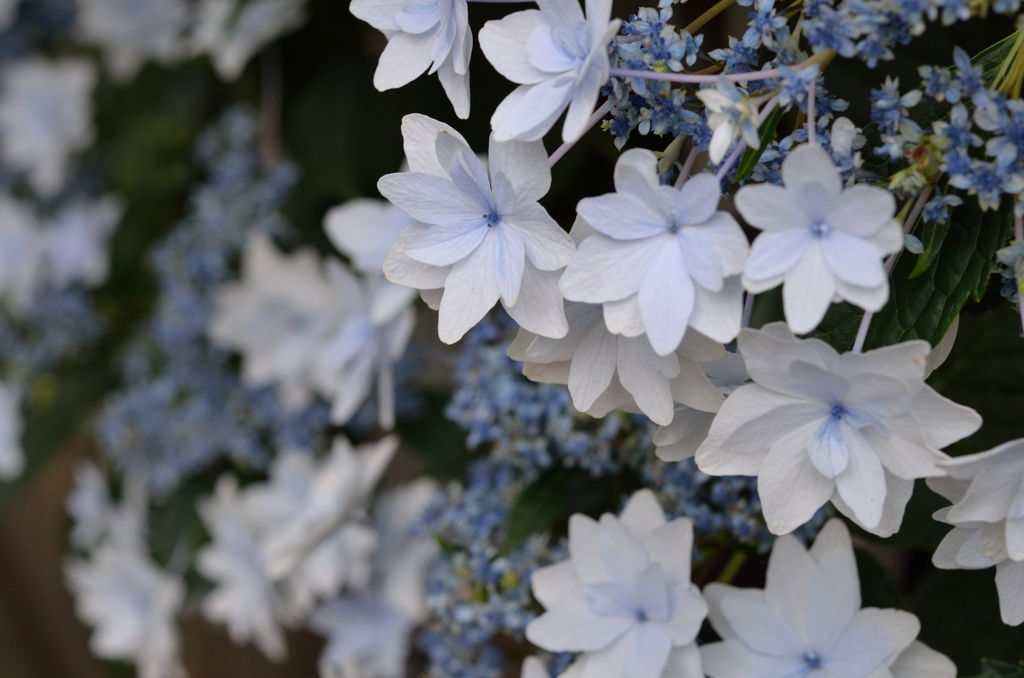 梅雨の花火