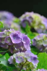 森の紫陽花