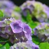 森の紫陽花
