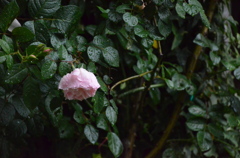 重たい雨