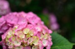 紫陽花