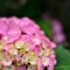 紫陽花