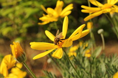 花と蜂