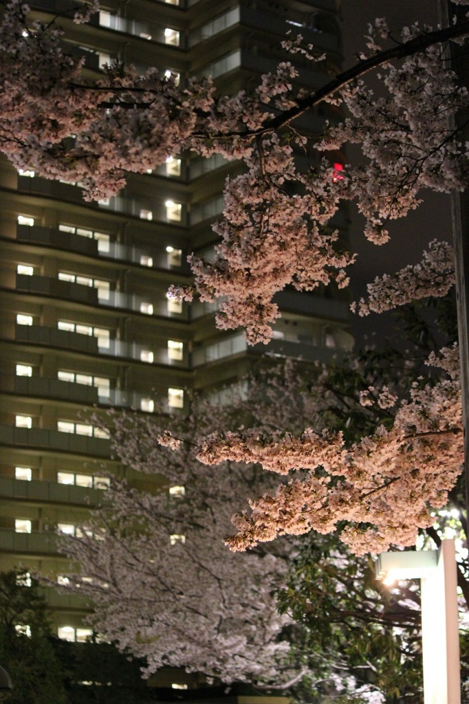 夜桜