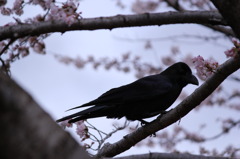 桜と鴉