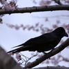 桜と鴉
