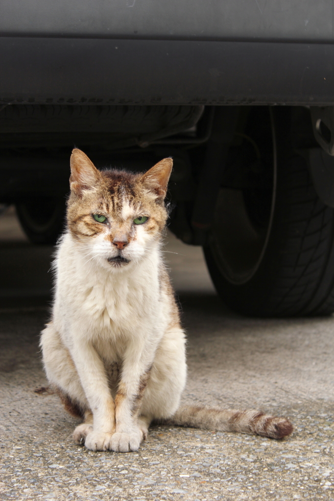 野良猫