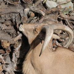 DSC_2579_Copy