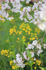 菜の花と桜