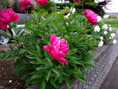 隣の芝生は・・１