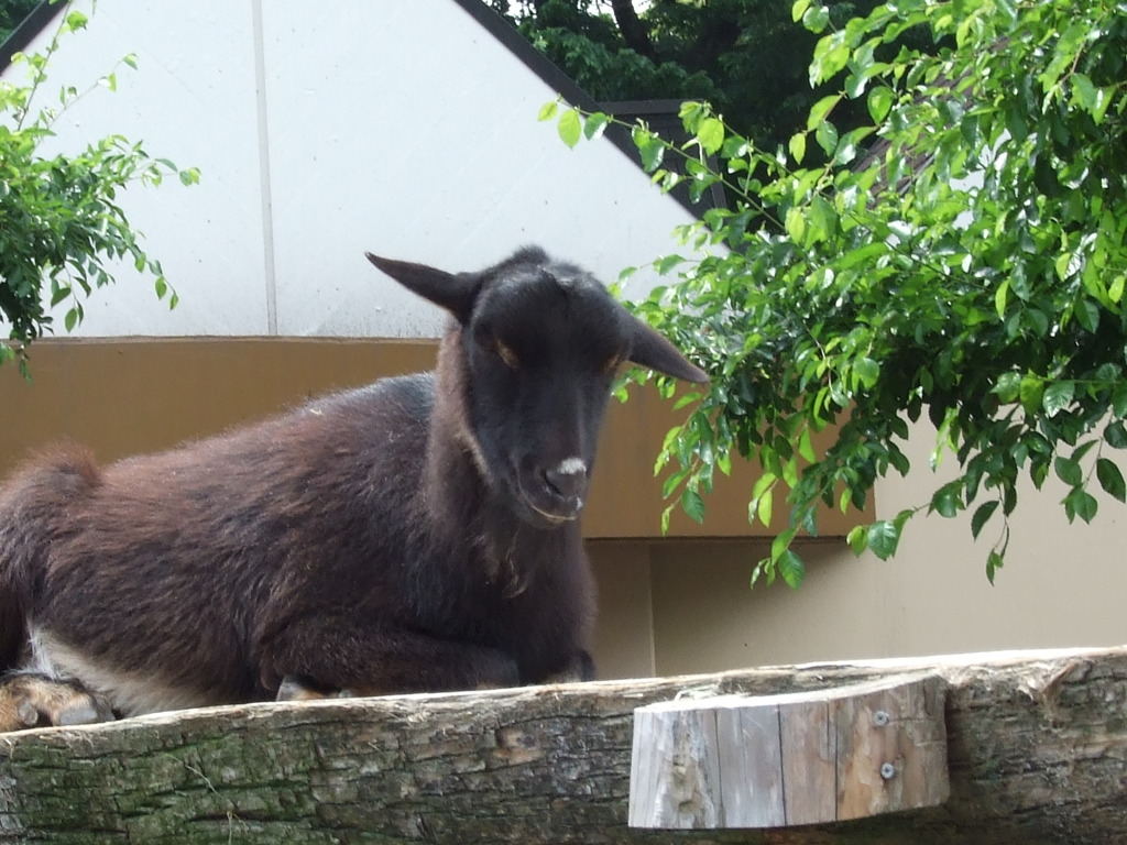 やぎさん