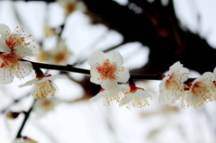 ume 2
