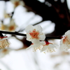 ume 2