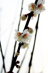 ume