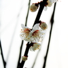 ume