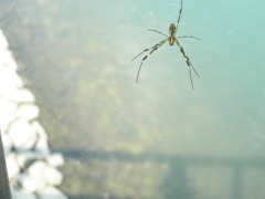 空に蜘蛛が飛んでいた