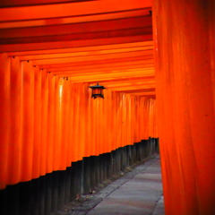 朱色の鳥居達