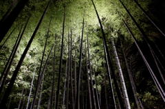 高台寺の竹林