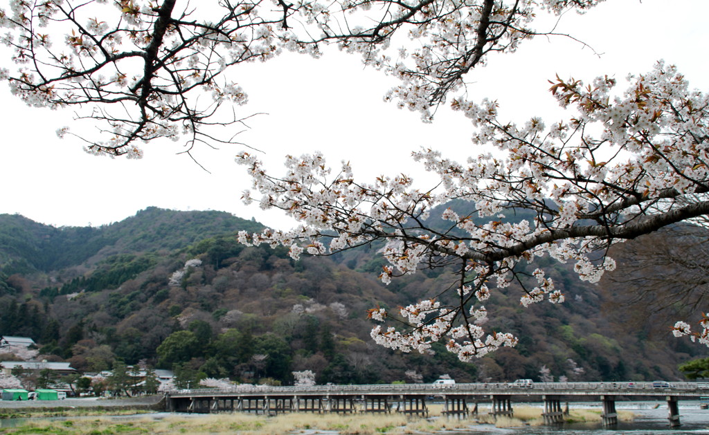 桜と渡月橋