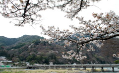 桜と渡月橋