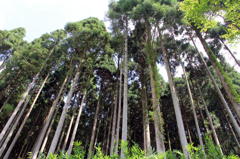 大原