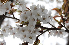 桜