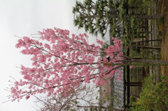 庭園