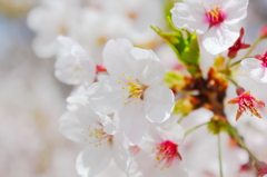 桜