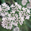 名も知らぬ花