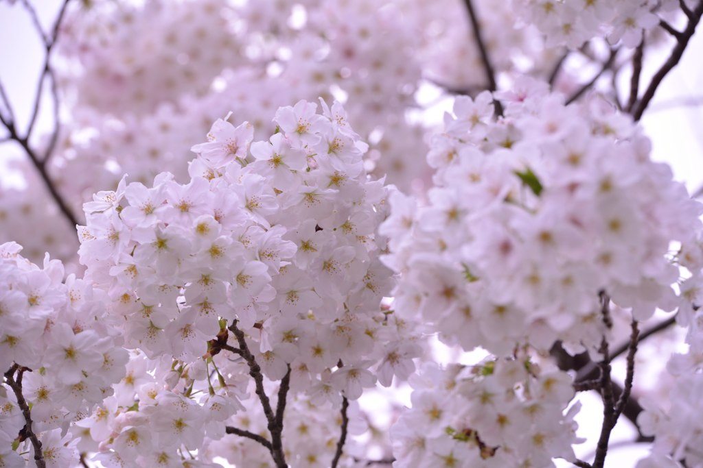 ボンボン桜！