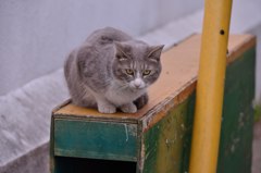 私は猫です！