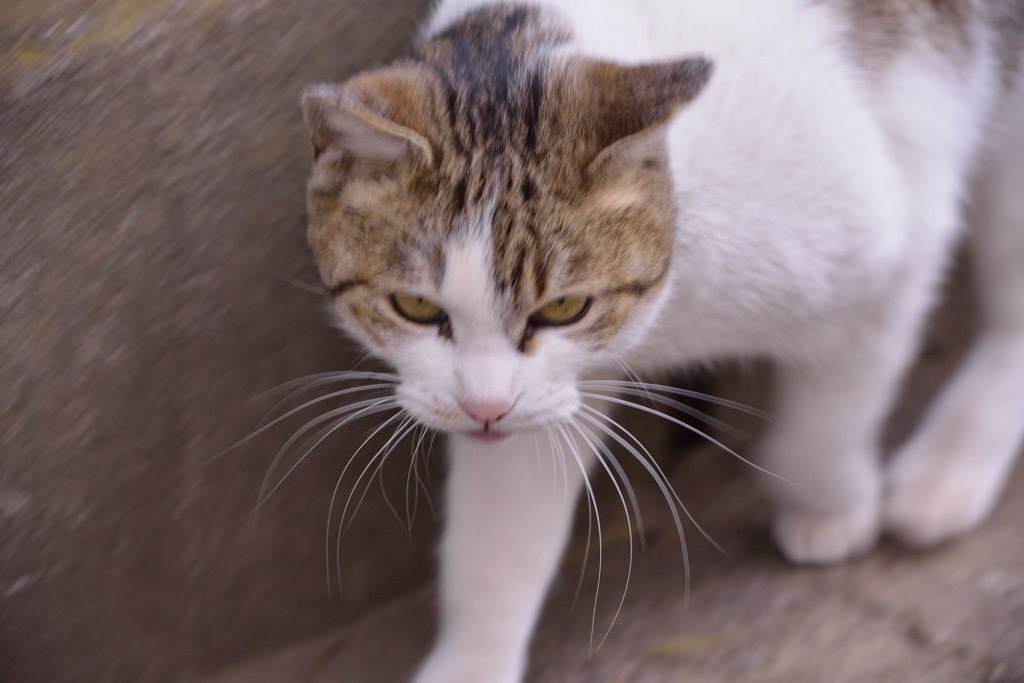 猫、接近中！