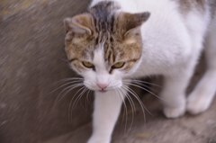 猫、接近中！