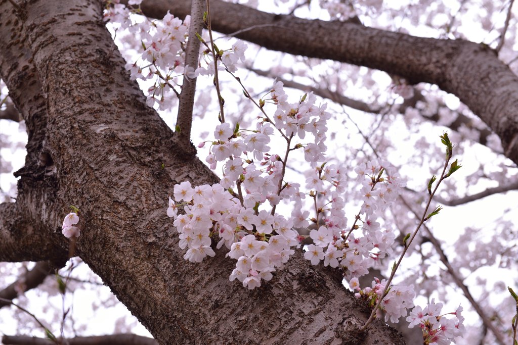 木と桜！